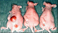 clip.mice.tumor.gif