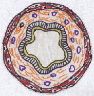 asth2B.gif